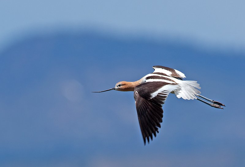 Avocet Flying IV  RI.jpg :: Catalogue No. 663

Image Size:  13X19 in. on Art Paper
            