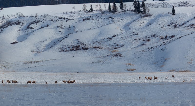 Bachelor Herd.jpg :: Catalogue No. 392

Image Size:  22X40 in. on Canvas