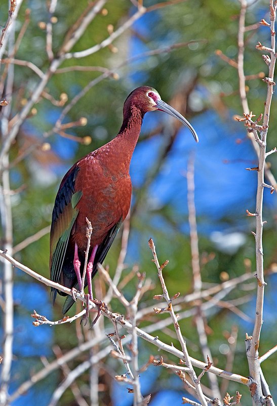 Backyard Ibis II.jpg :: Catalogue No. 430

Image Size: 13x19 in. on Art Paper 
             16x24 in. on Art Paper or Canvas
              20x30 in. on Canvas