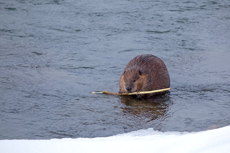 Beaver Winter I.jpg :: Catalogue No. 378
Image Size: 13X19 on Art Paper
              16X24 on Paper or Canvas
              