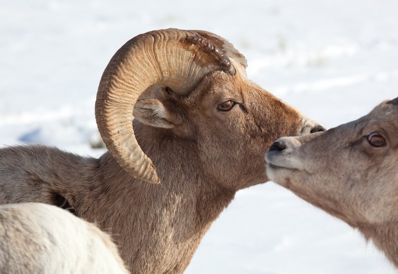 Bighorn Ram and Ewe.jpg :: Catalogue No. 404

Image Size: 13X19 on Art Paper
              16X24 on Paper or Canvas
              22X34 in. on Canvas
