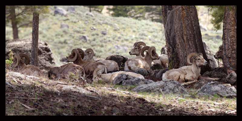 Bighorn Spring I  RI.jpg :: Catalogue No. 645

Image Size:    16X32 in. on Paper or Canvas
               20X40 in. on Canvas