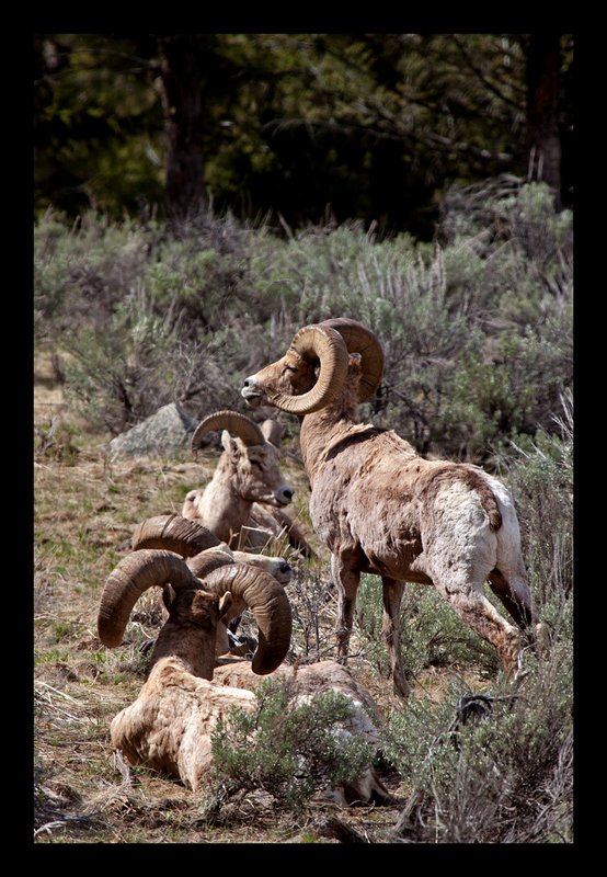 Bighorn Spring III  RI.jpg :: Catalogue No. 657

Image Size:  13X19 in. on Art Paper
               16X24 in. on Paper or Canvas
               20X30 in. on Canvas