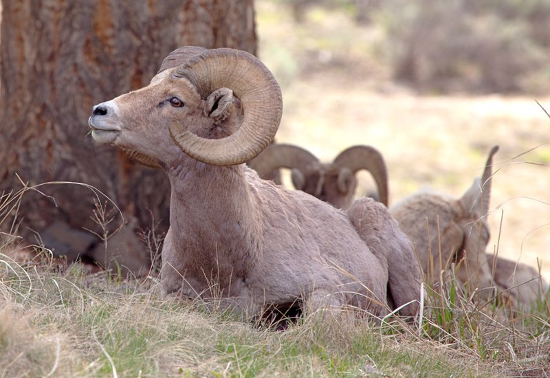 Bighorn Spring IV  RI.jpg :: Catalogue No. 679
Image Size:  13X19 in. on Art Paper
               16X24 in. on Paper or Canvas
               20X30 in. on Canvas