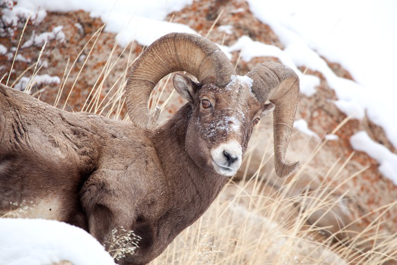 Bighorn Winter I.jpg :: Catalogue No. 372

Image Size: 13X19 on Art Paper
              16X24 on Paper or Canvas
              22X33 in. on Canvas