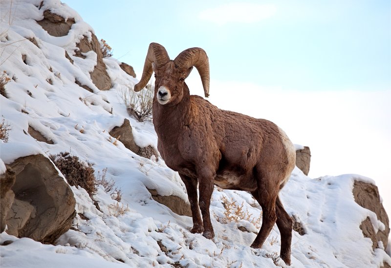 Bighorn Winter II.jpg :: Catalogue No.  414

Image Size: 13X19 in. on Art Paper
             16X24 in. on Paper or Canvas
             22X34 in. on Canvas 