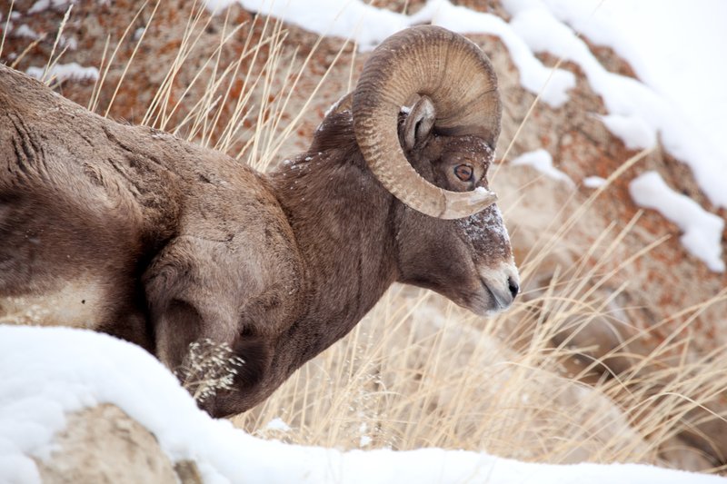 Bighorn Winter III.jpg :: Catalogue No. 373
Image Size: 13X19 on Art Paper
              16X24 on Paper or Canvas
              22X33 in. on Canvas