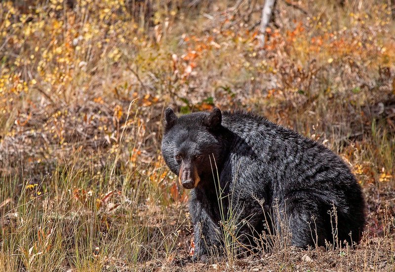 Black Bear V.jpg :: Catalogue No. 1172

Image Size:   20X29 in. on Canvas