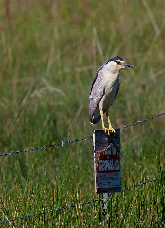 Black Crowned Night Heron II.jpg :: Catalogue No. 507

Image Size: From 13X19 in. up to 20X20 in. on Canvas or Art Paper