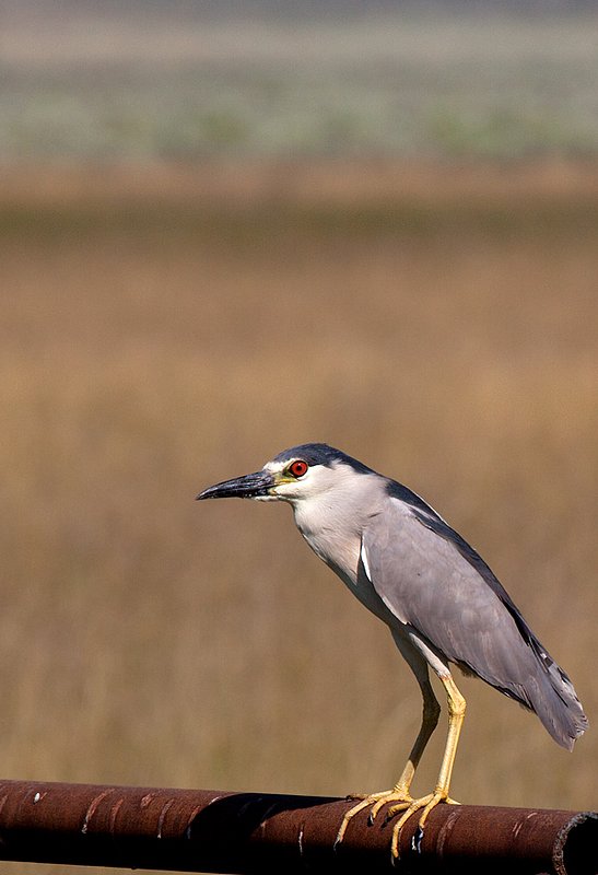 Black Crowned Night Heron III.jpg :: Catalogue No. 500

Image Size: From 13X19 in. up to 20X20 in. on Canvas or Art Paper