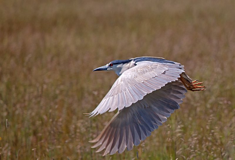 Black Crowned Night Heron VII  RI.jpg :: Catalogue No. 667
Image Size:  13X19 in. on Art Paper
               16X24 in. on Paper or Canvas
               