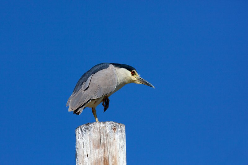 Black Crowned Night Heron X.jpg :: Catalogue No. 528

Image Size:   13X19 in. on Art Paper
              16X24 in. on Paper or Canvas 