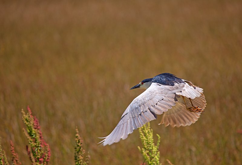 Black Crowned Night Heron XI  RI.jpg :: Catalogue No. 674
Image Size:  13X19 in. on Art Paper
               16X24 in. on Paper or Canvas
              