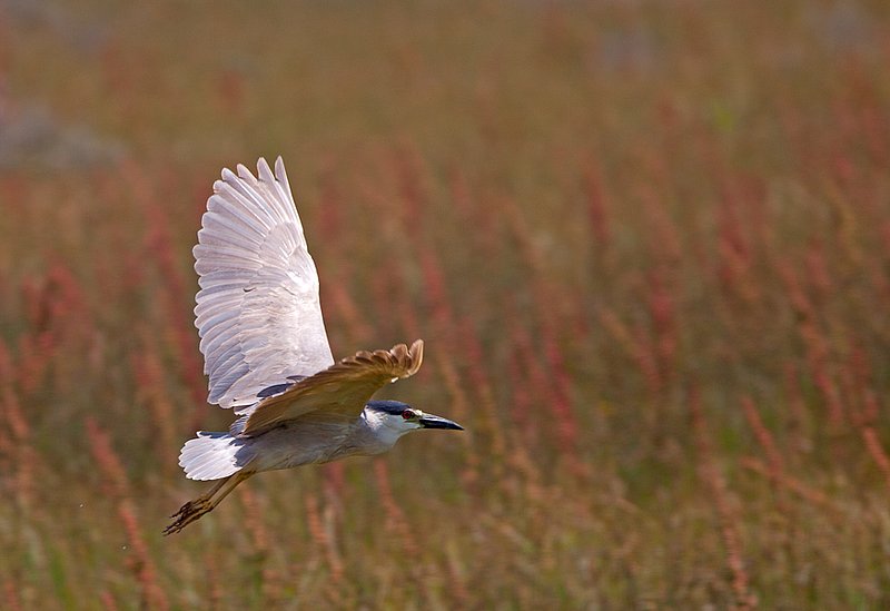 Black Crowned Night Heron XII  RI.jpg :: Catalogue No. 677
Image Size:  13X19 in. on Art Paper
               16X24 in. on Paper or Canvas
               