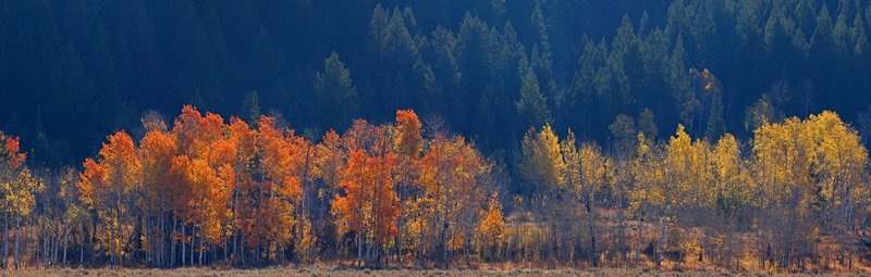 Blacktail Butte Autumn Color.jpg :: Catalogue No. 576

Image Size:     22X69 in. on Canvas

IN THE COLLECTION OF AND ON DISPLAY IN GRAND TETON NATIONAL PARK
