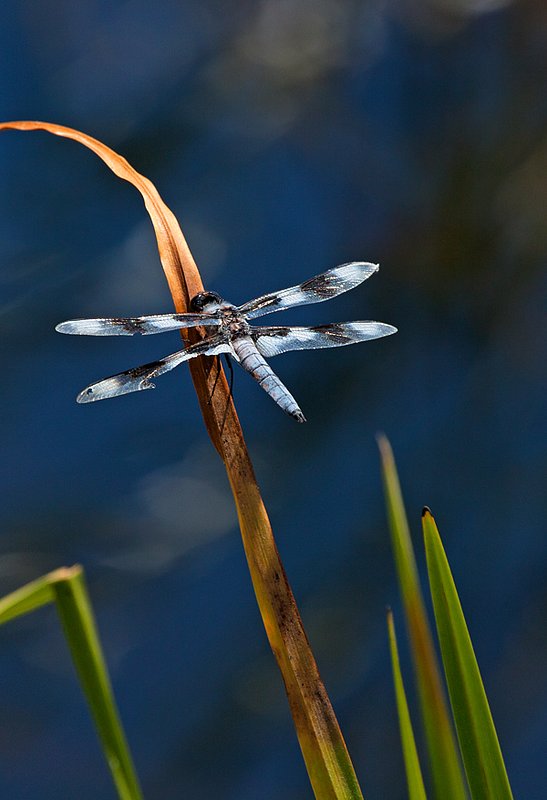 Blue Striped Dragonfly II  RI.jpg :: Catalogue No. 676
Image Size:  13X19 in. on Art Paper
               