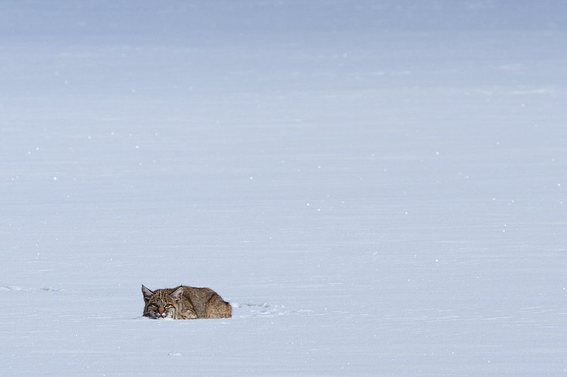 Bobcat  Winter I.jpg :: Catalogue No. 524

Image Size: 13X19 in. on Art Paper
             16X24 in. on Paper or Canvas 