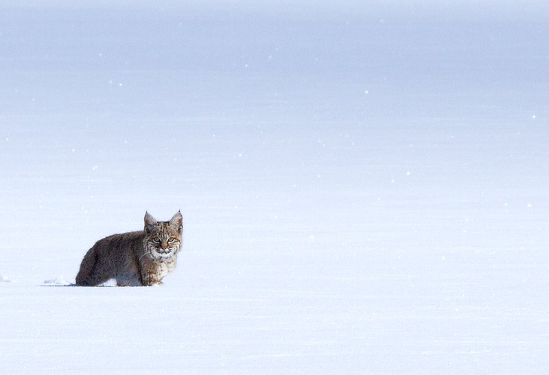 Bobcat  Winter II.jpg :: Catalogue No. 631

Image Size: 13X19 in. on Art Paper
             16X24 in. on Paper or Canvas 