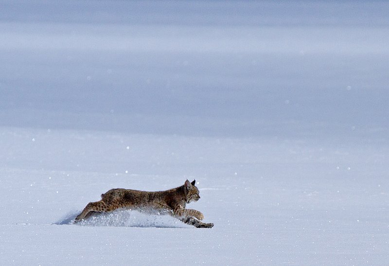 Bobcat  Winter III.jpg :: Catalogue No. 522

Image Size: 13X19 in. on Art Paper
             16X24 in. on Paper or Canvas 