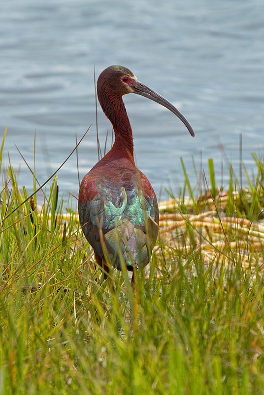 Brilliant Ibis.jpg :: Catalogue No. 473

Image Size: 13X19 on Art Paper