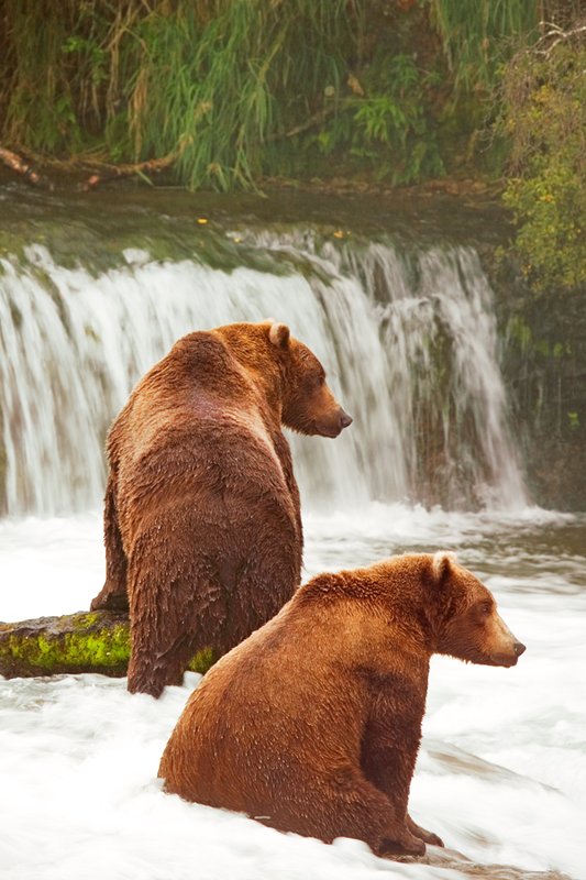 Brooks Falls Bears I.jpg :: Catalogue No. 135

Image Size:   13X19 in. on Art Paper
              16X24 in. on Paper or Canvas 