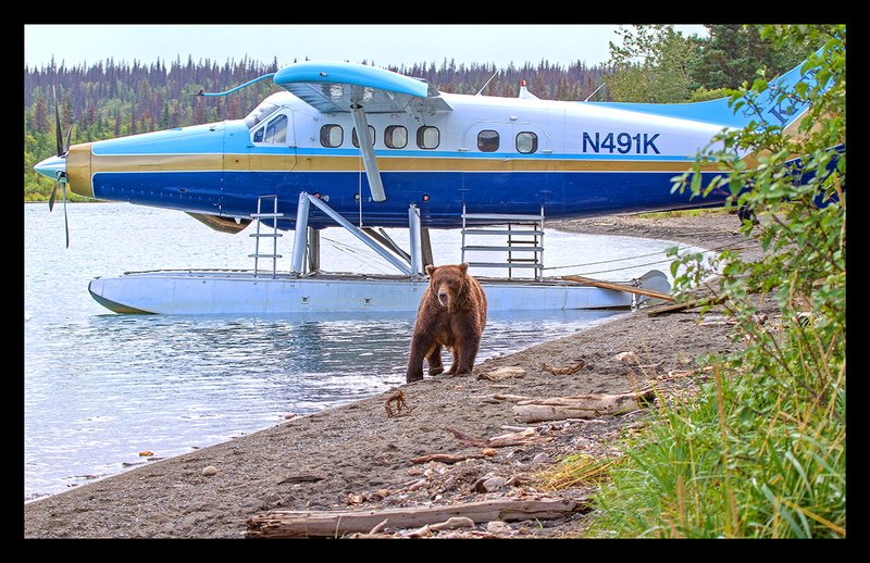 Brooks River Bear  and Turbo Otter I.jpg :: Catalogue No. 989

Image Size: 21X35 in. on Canvas
