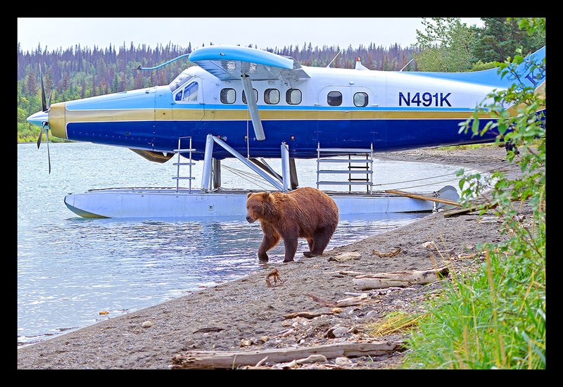 Brooks River Bear  and Turbo Otter II.jpg :: Catalogue No. 988

Image Size:     20X30 in. on Canvas
