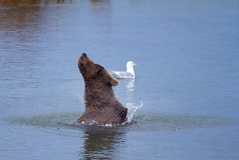 Brooks River Bear IV.jpg :: Catalogue No. 537

Image Size:   13X19 in. on Art Paper
              16X24 in. on Paper or Canvas 
              22X32 in. on Canvas