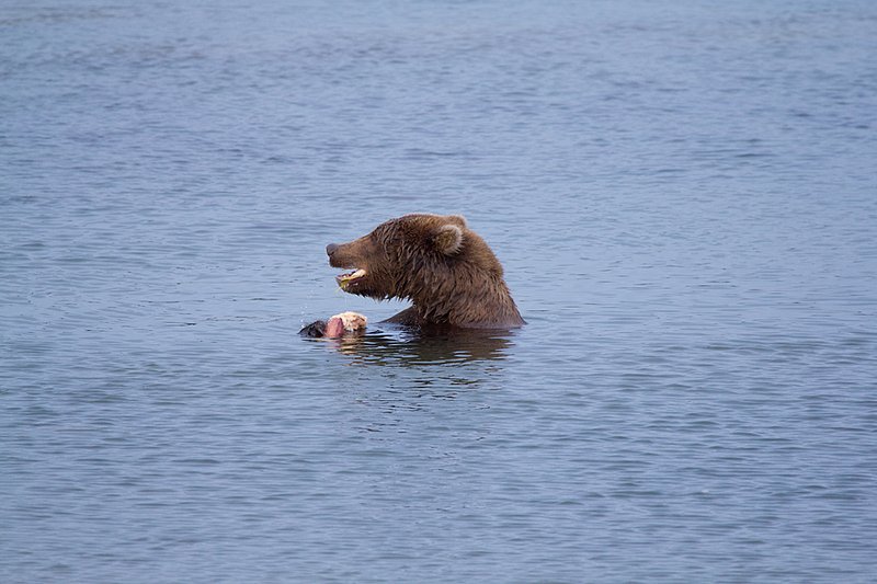 Brooks River Bear VII.jpg :: Catalogue No. 530

Image Size:   13X19 in. on Art Paper
              16X24 in. on Paper or Canvas 
              22X32 in. on Canvas