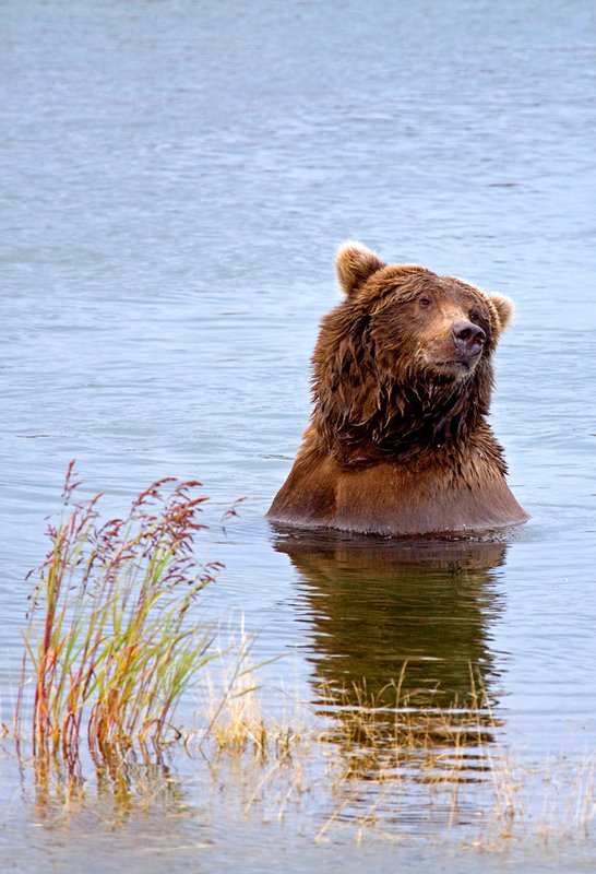 Brooks River Bear X.jpg :: Catalogue No. 538

Image Size: 13X19 in. on Art Paper
             16X24 in. on Paper or Canvas 
              22X34 in. on Canvas