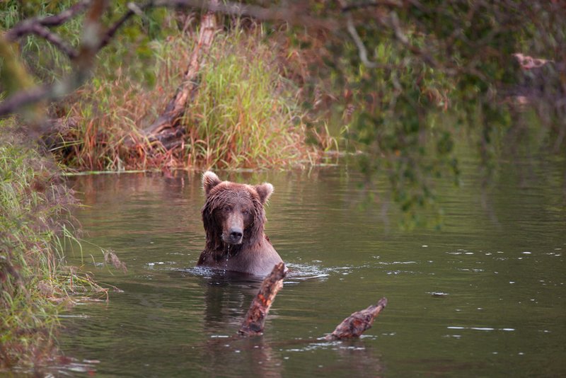 Brooks River Bear XI.jpg