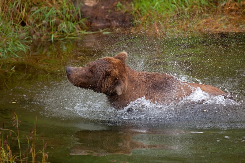 Brooks River Bear XII.jpg :: Catalogue No. 539

Image Size:   13X19 in. on Art Paper
              16X24 in. on Paper or Canvas 
              22X32 in. on Canvas