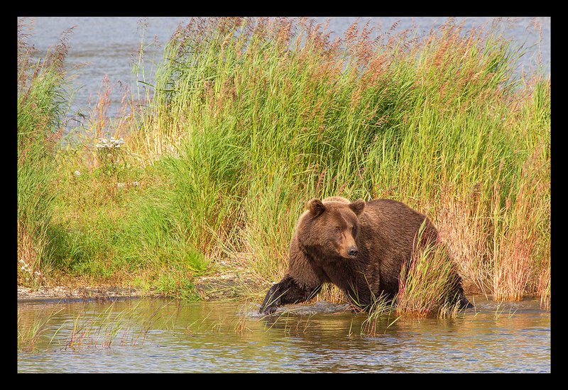 Brooks River Bear XVI.jpg :: Catalogue No. 938

Image Size: 20X30 in. on Canvas
