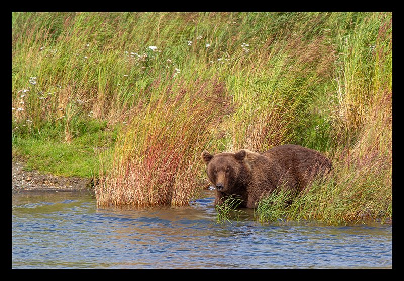 Brooks River Bear XVIII.jpg :: Catalogue No. 990

Image Size:   22X33 in. on Canvas