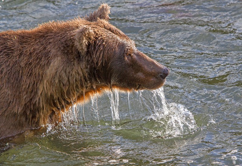 Brooks River Bear XXII.jpg :: Catalogue No. 944

Image Size:     20x30 in. on Canvas

IN THE MUSEUM COLLECTION AND ON DISPLAY IN THE DEPARTMENT OF THE INTERIOR WASHINGTON, DC 
