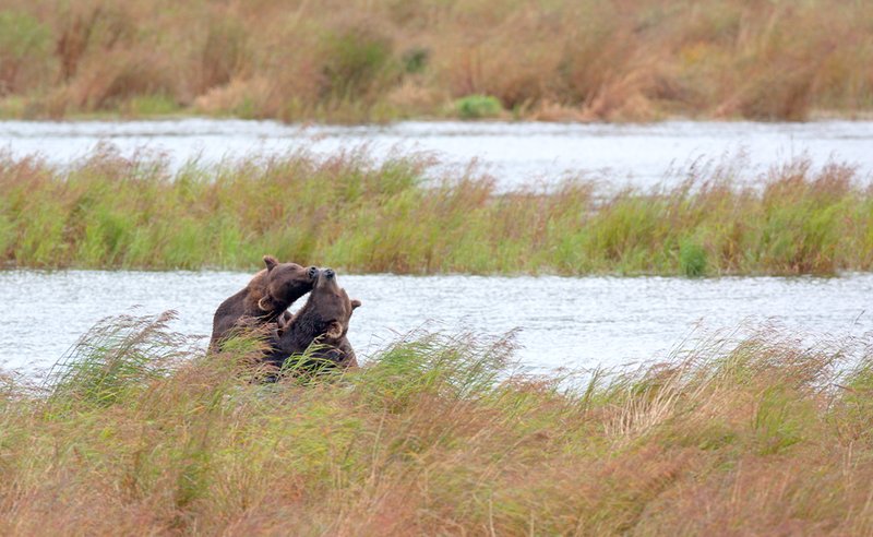 Brooks River Bears I.jpg