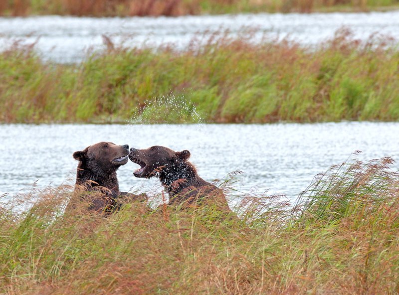 Brooks River Bears IX.jpg :: Catalogue No. 540

Image Size:   13X19 in. on Art Paper
              16X24 in. on Paper or Canvas 
              22X32 in. on Canvas