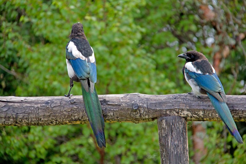 Brooks River Magpie III.jpg :: Catalogue No. 541

Image Size:   13X19 in. on Art Paper
              16X24 in. on Paper or Canvas 
           