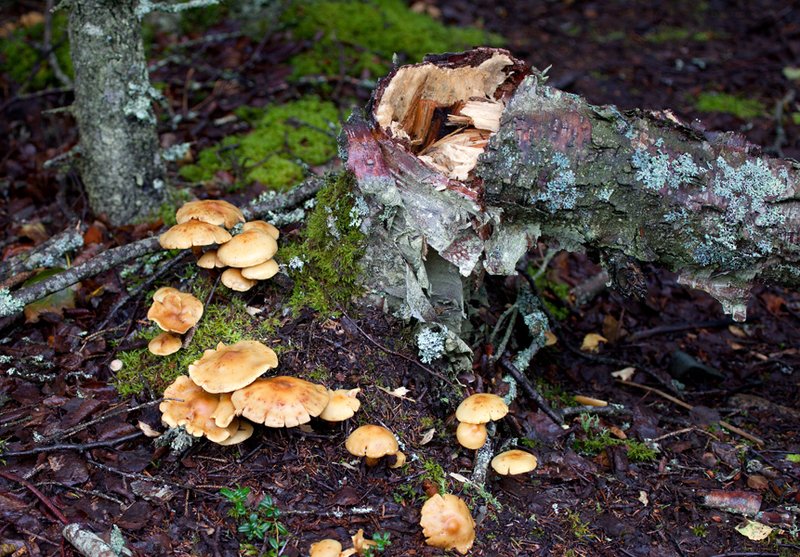 Brooks River Mushrooms II RI.jpg