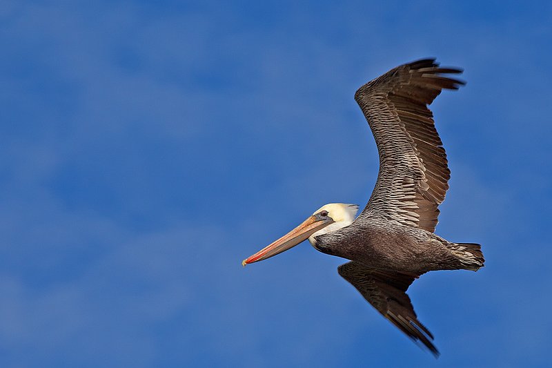 Brown Pelican XII.jpg :: Catalogue No. 589

Image Size:   16X24 in. on Canvas or Paper
              13X19 on Art Paper