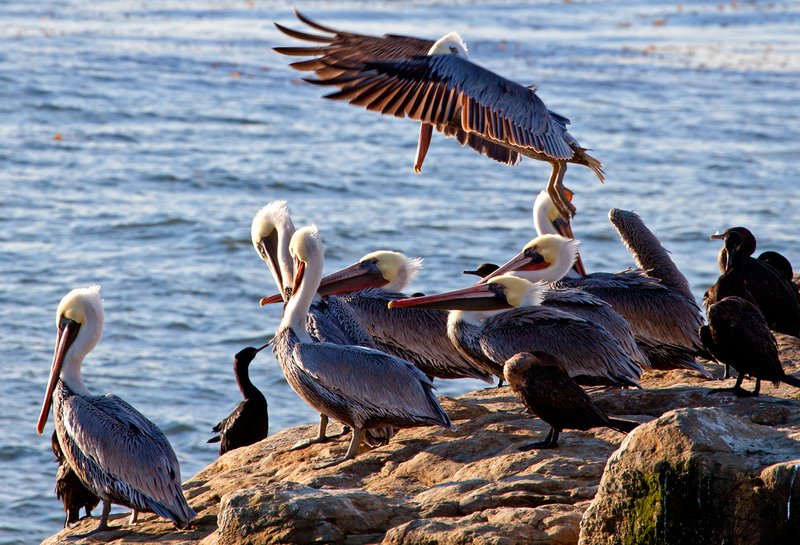 Brown Pelicans X.jpg :: Catalogue No. 587

Image Size:   16X24 in. on Canvas or Paper
              13X19 on Art Paper