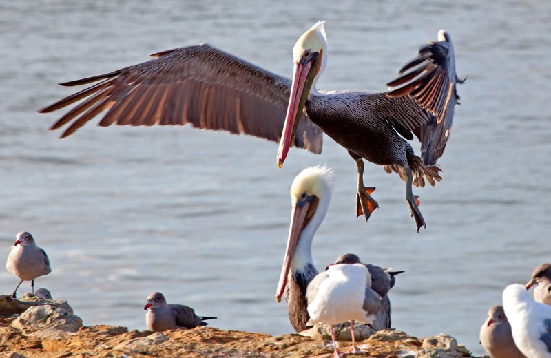 Brown Pelicans XI.jpg :: Catalogue No. 588

Image Size:   20x24in. on Canvas
              16X24 in. on Canvas or Paper
              13X19 on Art Paper