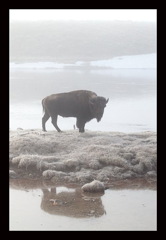 Buffalo Morning Mist  RI.jpg :: Catalogue No. 655

Image Size:  13X19 in. on Art Paper
               16X24 in. on Paper or Canvas
              