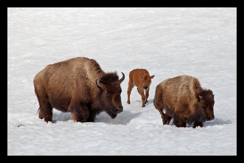 Buffalo Spring I  RI.jpg :: Catalogue No. 638

Image Size:  13X19 in. on Art Paper
               16X24 in. on Paper or Canvas
               20X31 in. on Canvas               20X30 in. on Canvas