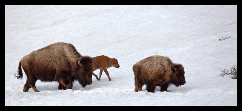 Buffalo Spring II  RI.jpg :: Catalogue No. 639

Image Size:    16X34 in. on Paper or Canvas
               20X46 in. on Canvas