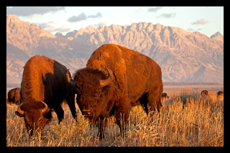 Buffalo Sunrise II.jpg :: Catalogue No. 558

Image Size: 13X19 in. on Art Paper
             16X24 in. on Paper or Canvas 
              22X34 in. on Canvas

On Display in Grand Teton National Park