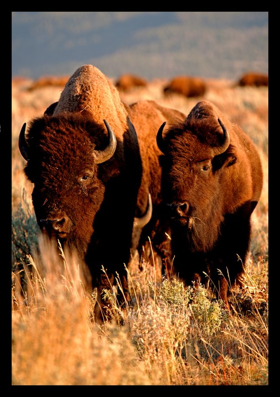 Buffalo Sunset I.jpg :: Catalogue No. 556

Image Size: 13X19 in. on Art Paper
             16X24 in. on Paper or Canvas 
              22X32 in. on Canvas