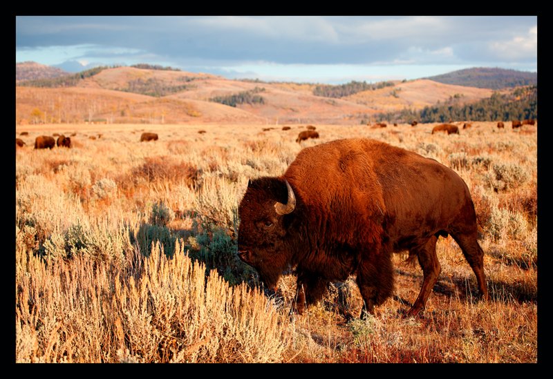 Buffalo Sunset II.jpg :: Catalogue No. 574

Image Size:   13X19 in. on Art Paper
              16X24 in. on Paper or Canvas 
              22X32 in. on Canvas
