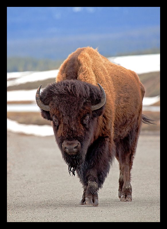 Buffalo Survivor I  RI.jpg :: Catalogue No. 646

Image Size:  13X19 in. on Art Paper
               16X24 in. on Paper or Canvas
               20X31 in. on Canvas