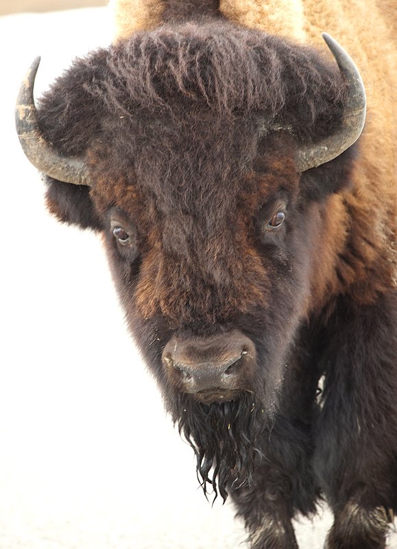 Buffalo Survivor II  RI.jpg :: Catalogue No. 692

Image Size:  13X19 in. on Art Paper
               16X24 in. on Paper or Canvas
               20X30 in. on Canvas